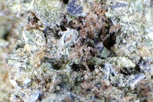 Cherry Pie by: Humboldt Farms - Image 3